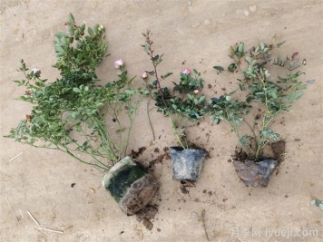 刚买的月季小苗、弱苗怎么养护？