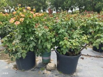 月季花怎么换盆？掌握技巧花开不断