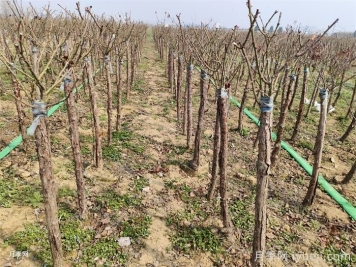 苗木植物冻害怎么防？