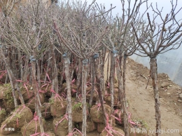 月季冬剪，你掌握正确时机了吗？