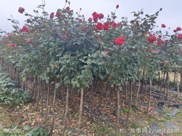 苗木受冻了，怎么办？