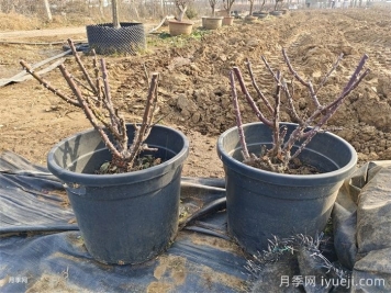 冬天花卉修剪的要点