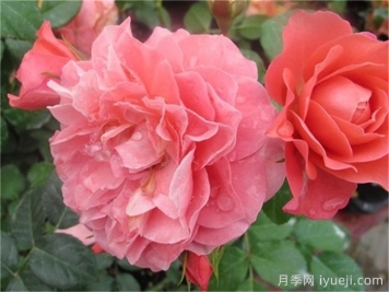 适合阳台党入手的4款月季，花漂亮开不停