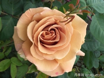 黄油硬糖月季/奶油硬糖Butterscotch