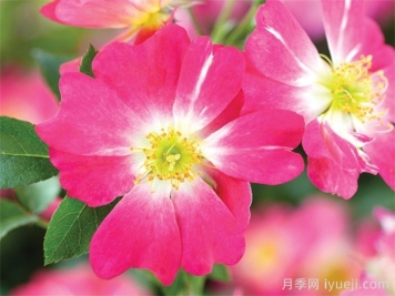 粉色漂流月季Pink Drift