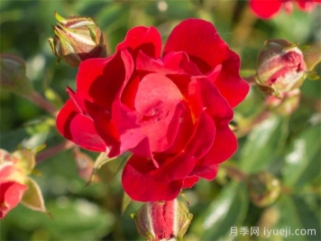 红色漂流月季Red Drift