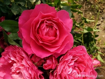 巨蟹座月季/巨蟹座阳台月季Rose Terrazza Cancer