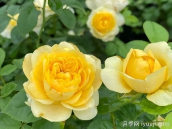 火星王阳台月季Mars King Terrazza