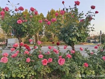 什么是城市道路渠化岛？渠化岛植物搭配有哪些？