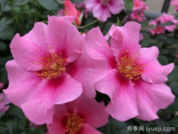 粉色见你月季/再见粉色See You in Pink