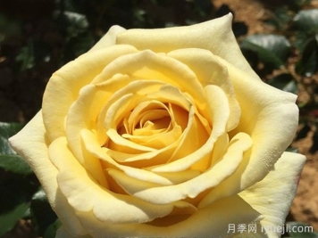 阿巴德月季(黄色)Aubade