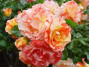 阿尔弗莱德西斯莱月季Alfred Sisley