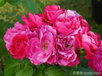 阿卡罗亚月季Akaroa