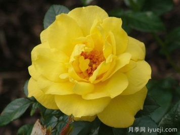 阿默尔兰月季Ammerland