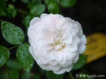 阿丽娜月季Alina