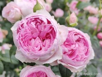 昆明2025年花卉总产值和鲜切花产量