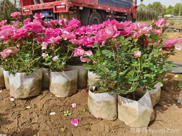 一年四季不同季节，月季的施肥方法