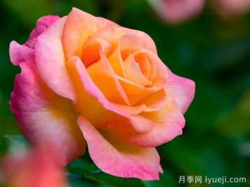 破晓月季养护方法有哪些？