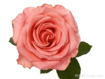 阿姆斯特丹月季Amsterdam