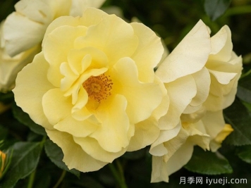 阿什顿沃尔德月季Ashton Wold