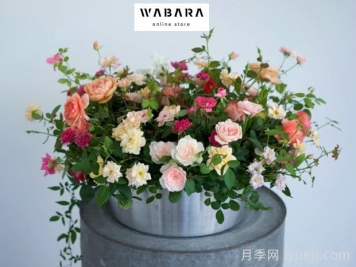 月季育种家：日本启司玫瑰园(国枝启司Keiji和Wabara)