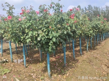 什么苗木适合在冬天移栽？