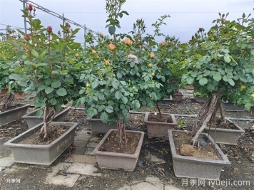 初冬月季养护的常见问题和解决