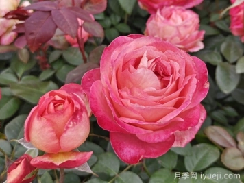 月季花，为何称霸花园四季？