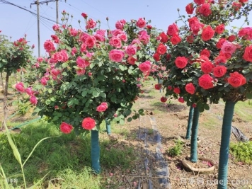 新手花友养地栽月季，方法简单很好养