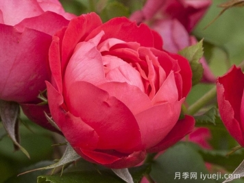 樱桃伯尼卡月季介绍和优缺点