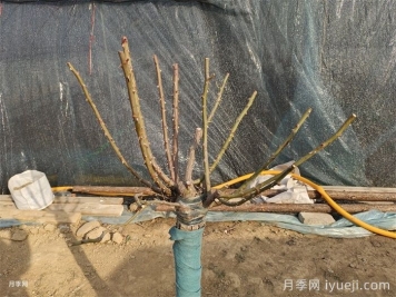 盆栽月季冬季修剪攻略，来年花开满枝