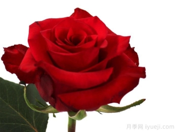 獭祭月季/塔吉Taji