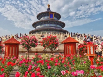 月季名园：北京天坛公园月季园