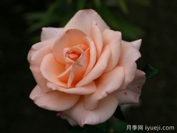 假日岛毛伊月季Holiday Island Maui