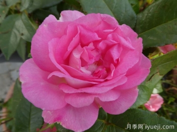 婆罗洲之香月季/假日岛婆罗洲之香Bornéo Odore