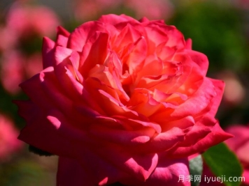 假日岛瓦胡月季Holiday Island Oahu