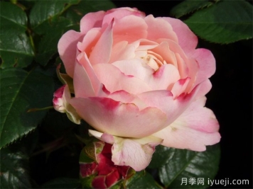 假日岛多巴哥月季Holiday Island Tobago