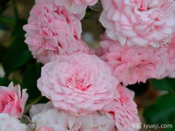 基可宝贝月季Baby Kikko