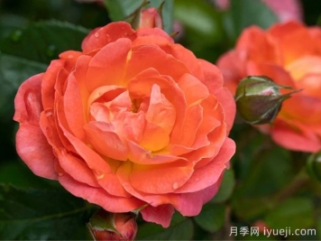 橙芒绝代佳人月季Orange Glow Knock Out