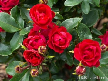 迷你绝代佳人月季/小佳宝月季Petite Knock Out