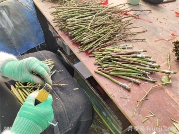 月季嫁接方法，影响月季嫁接成活的因素