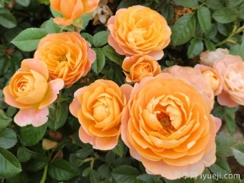 大花微月，微型月季也有大花品种