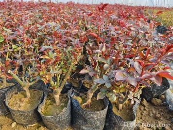 冬春之际温室内根接繁殖月季小苗