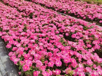 园林绿化中的地被植物有那些？