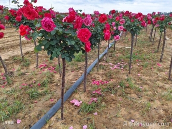 树状月季花如何养护才能长久盛开？