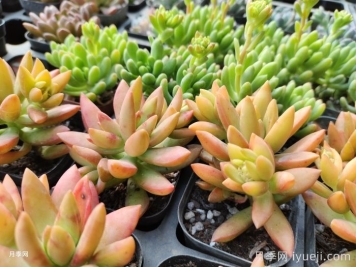 多肉的养殖方法和浇水技巧，多肉浇水多了怎么办？