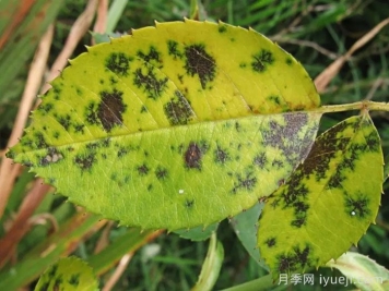 月季黑斑病用哪种药最有效？