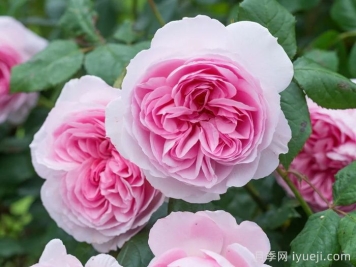 云南以花为笔答好乡村振兴考题