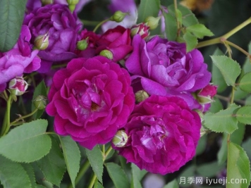 艾凡赫月季/艾芬豪Ivanhoe