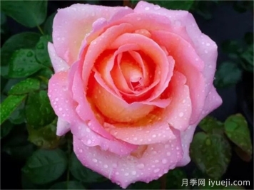 艾丽月季/爱丽/她Elle